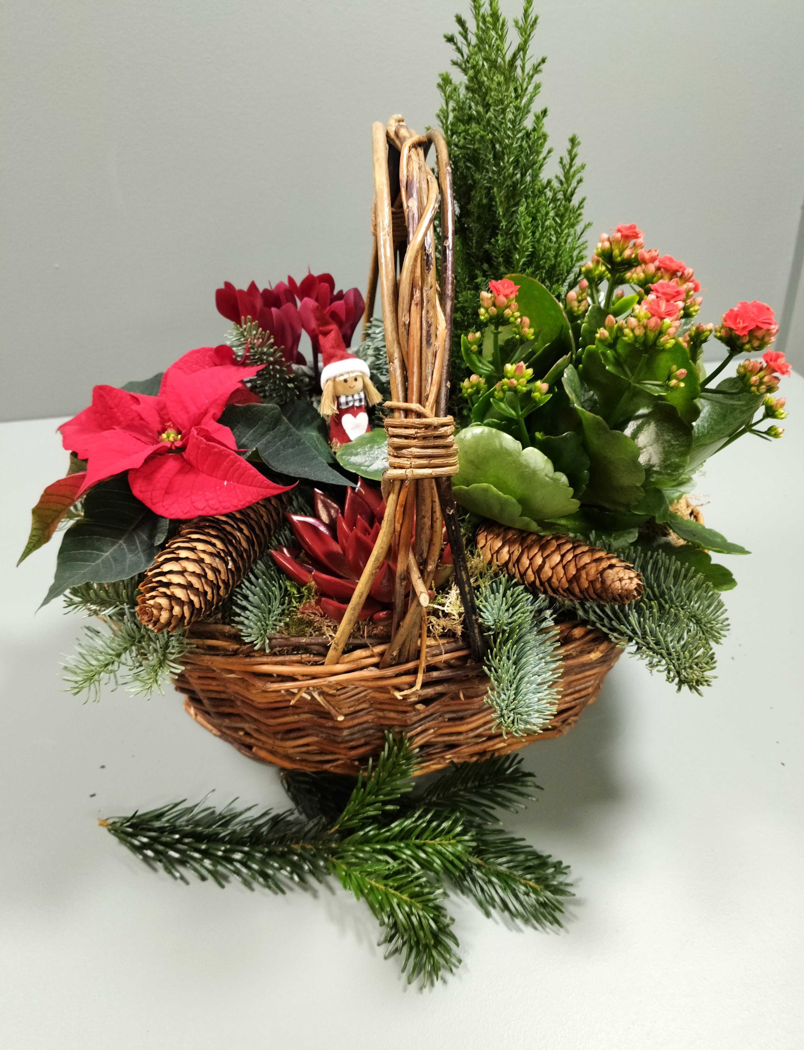 Julesammenplantning med kogler, gran, en julestjerne og alpevioler. 