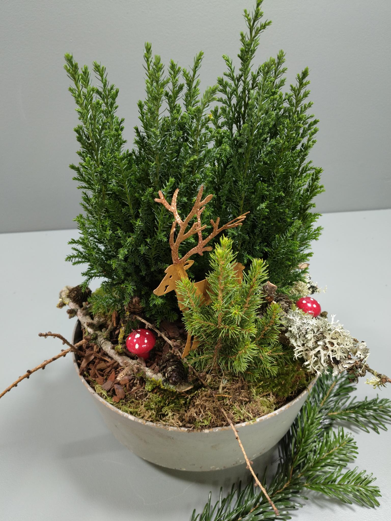 Sammenplantning i skål med grønne vinterplanter. 