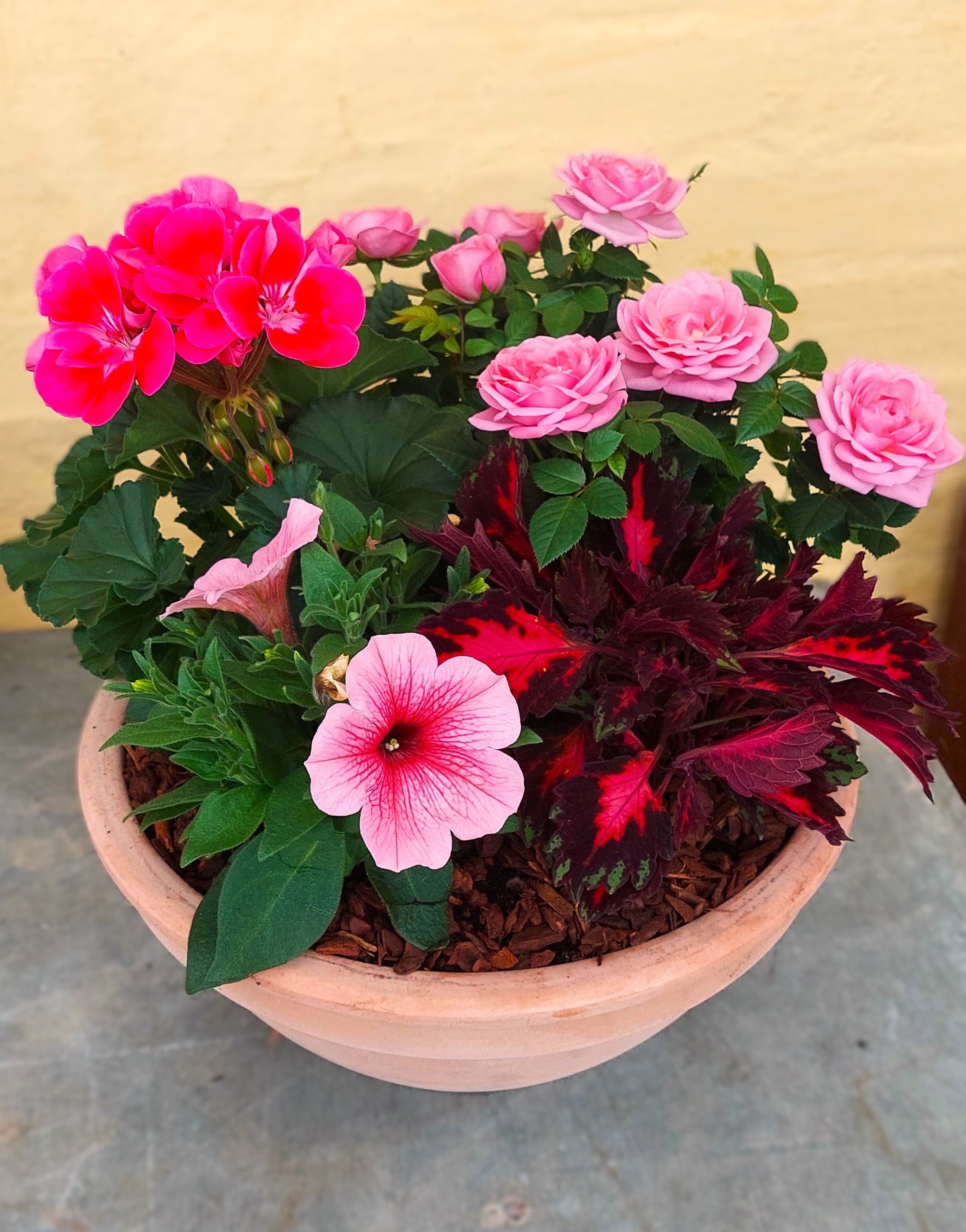 Udendørs plantearrangement i lerpotte med roser og petunia osv.