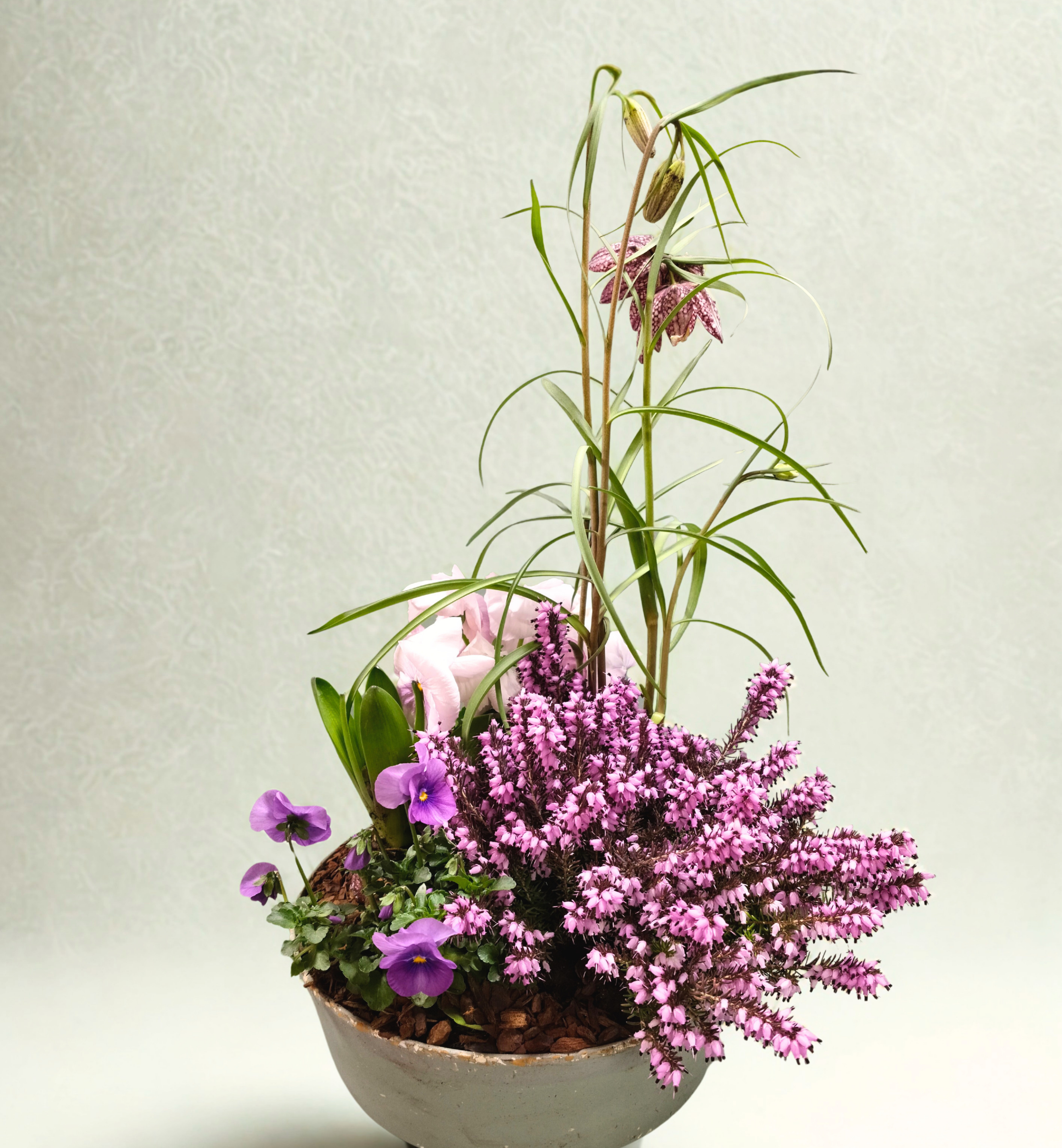 Elegant forårssammenplantning med lilla lyng og løgvækster. Et smukt plante arrangement fra Blomsteriet Fuglebjerg.  