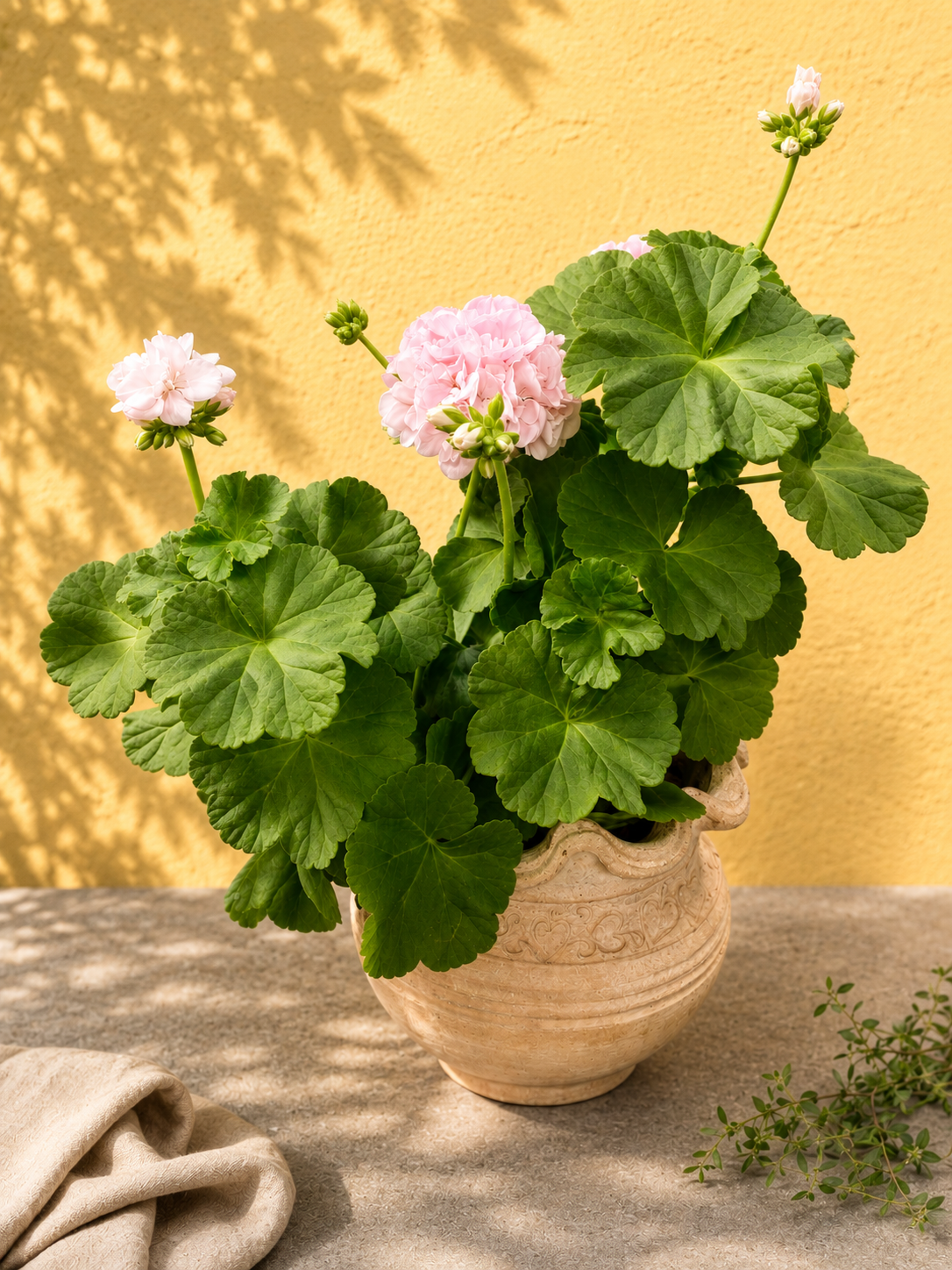 Lyserød pelargonie i dekorativ krukke til terrasse, altan og have med frodige grønne blade.
