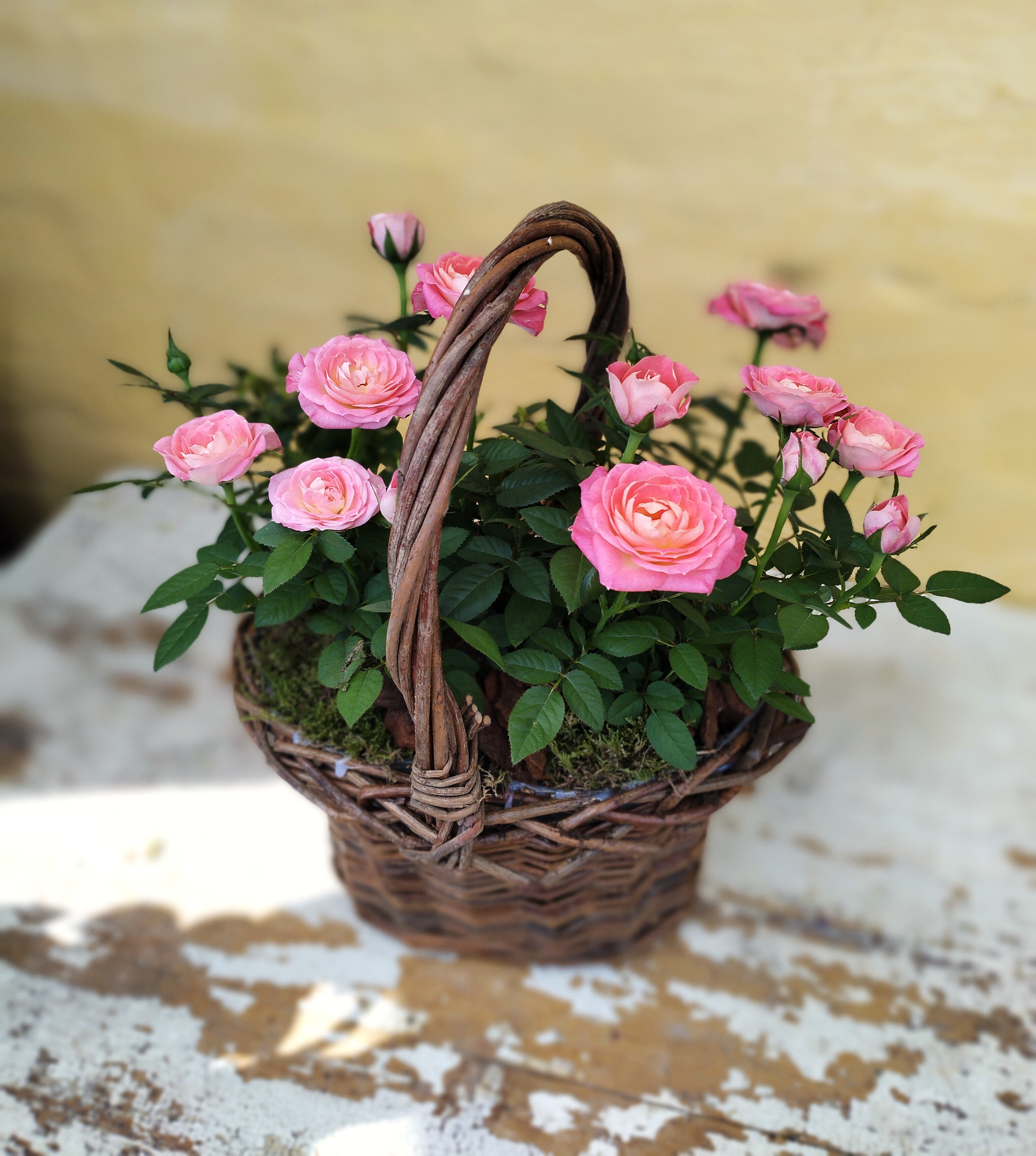 Fletkurv plantet med lyserøde roser. 