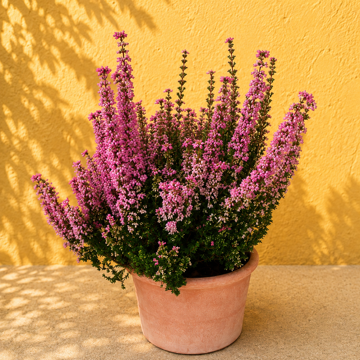 Frodig lyng i lyserøde/pink nuancer i flot lerkrukke. 