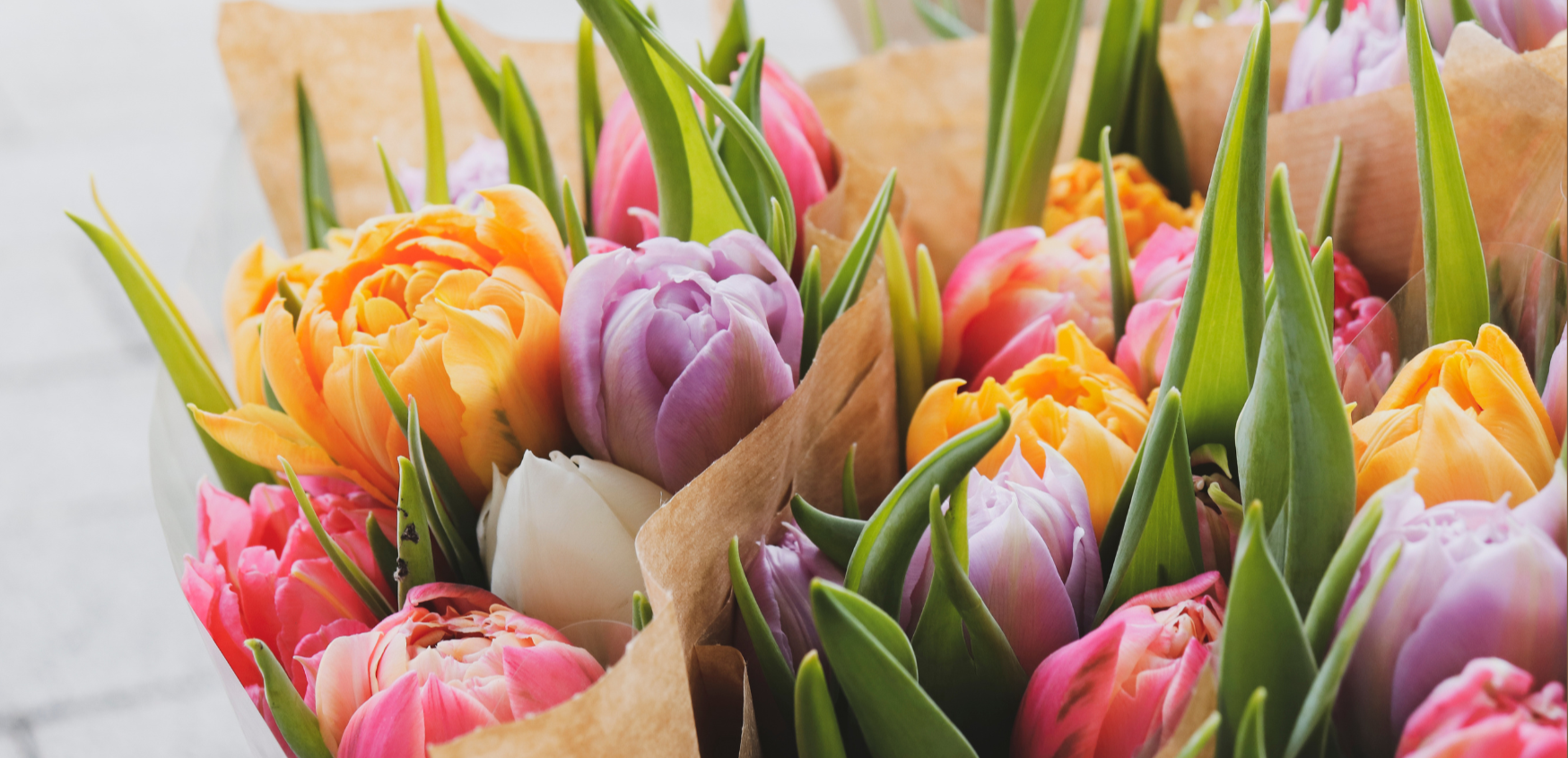 Smukke bundter af farverige tulipaner i lilla, orange og lyserød. 