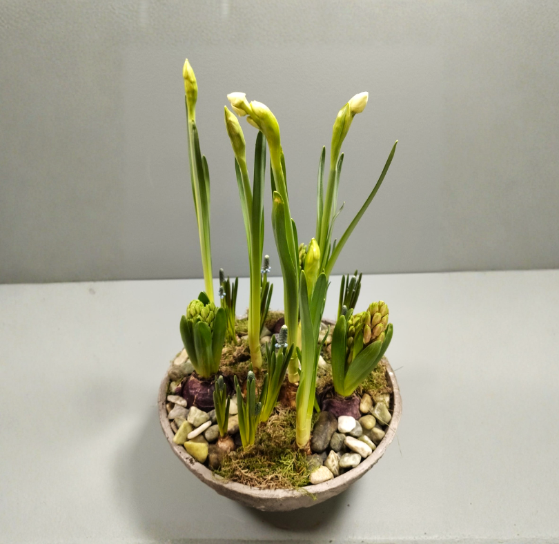 Forårssammenplantning med narcisser og hyacinter i dekorativ skål med mos og sten.