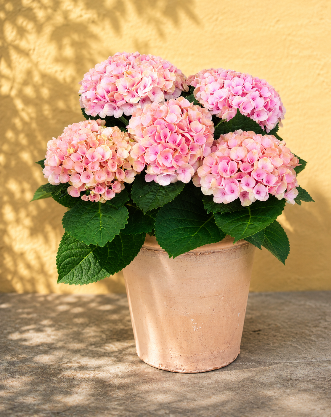 Stor og fyldig hortensia i lyserøde nuancer står plantet i en smuk lerpotte fra Blomster Fuglebjerg.