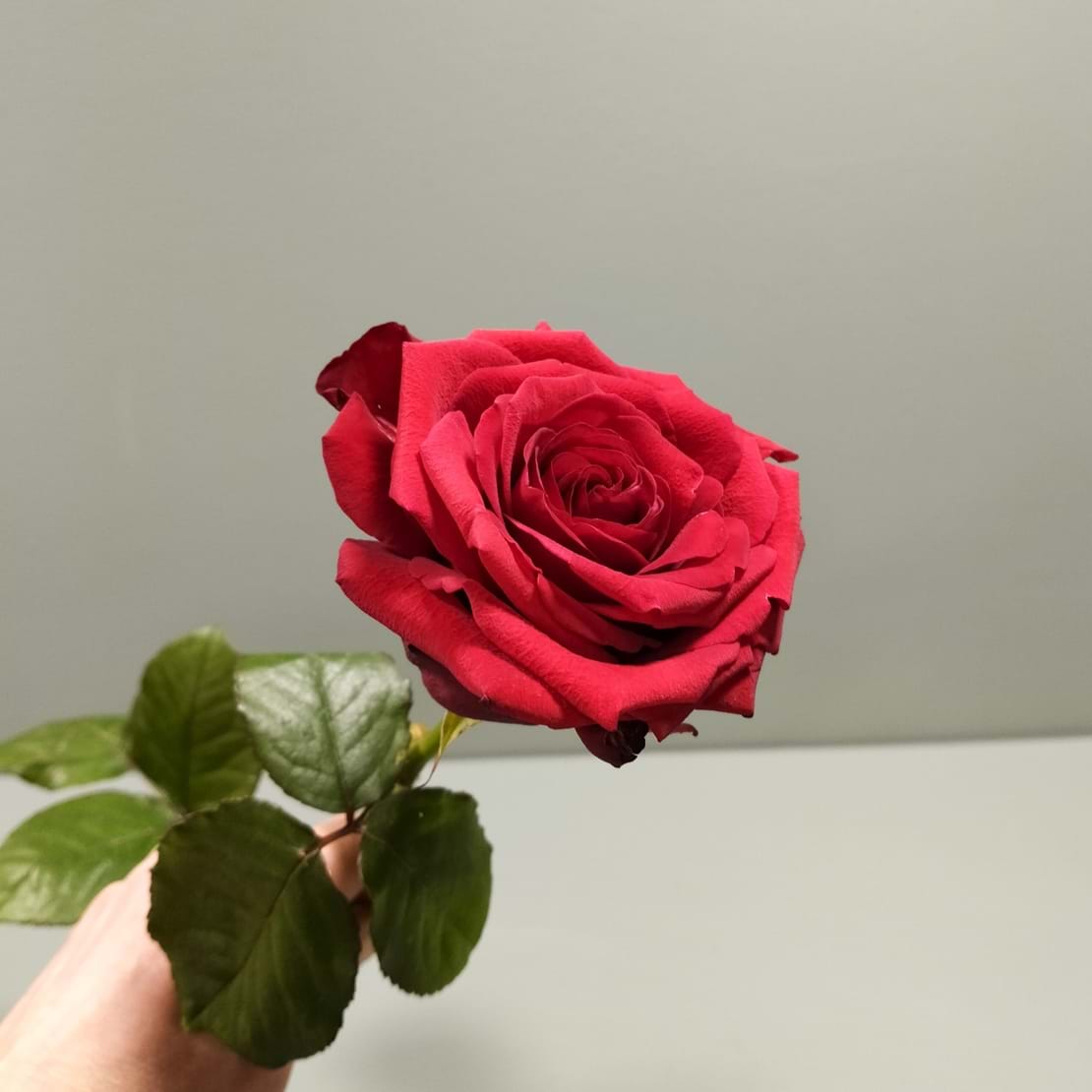 Rød rose til begravelsesafsked holdes i hånden.