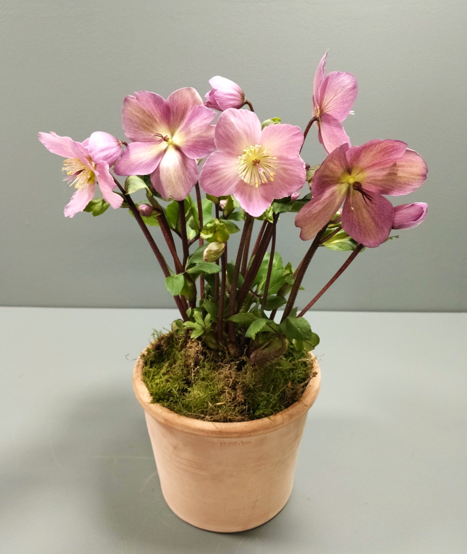 Rosa julerose (Helleborus) i lerpotte med dekorativ mos.