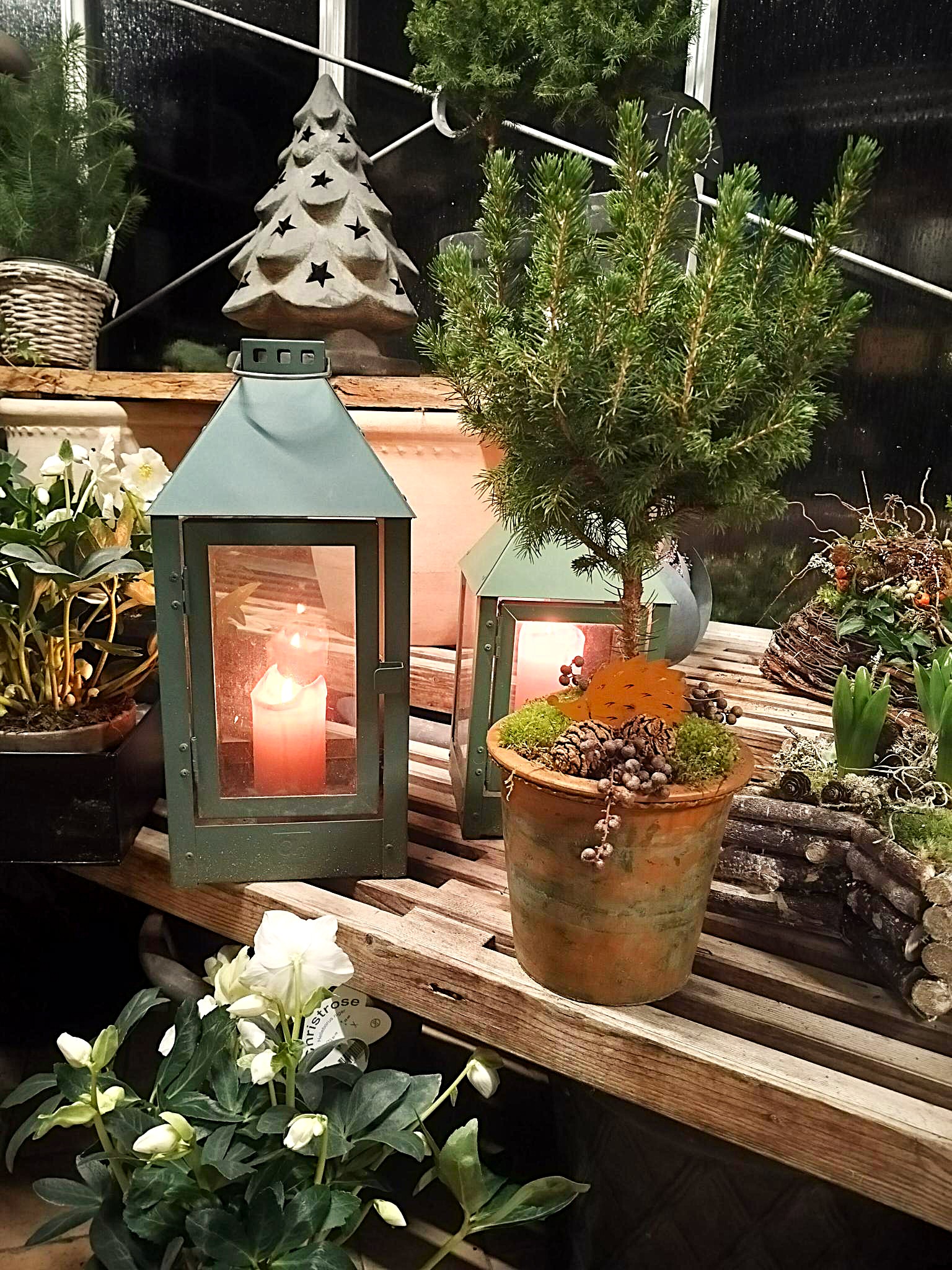På en trællebænk står en grøn lanterne, en potte med et grantræ og en julerose.